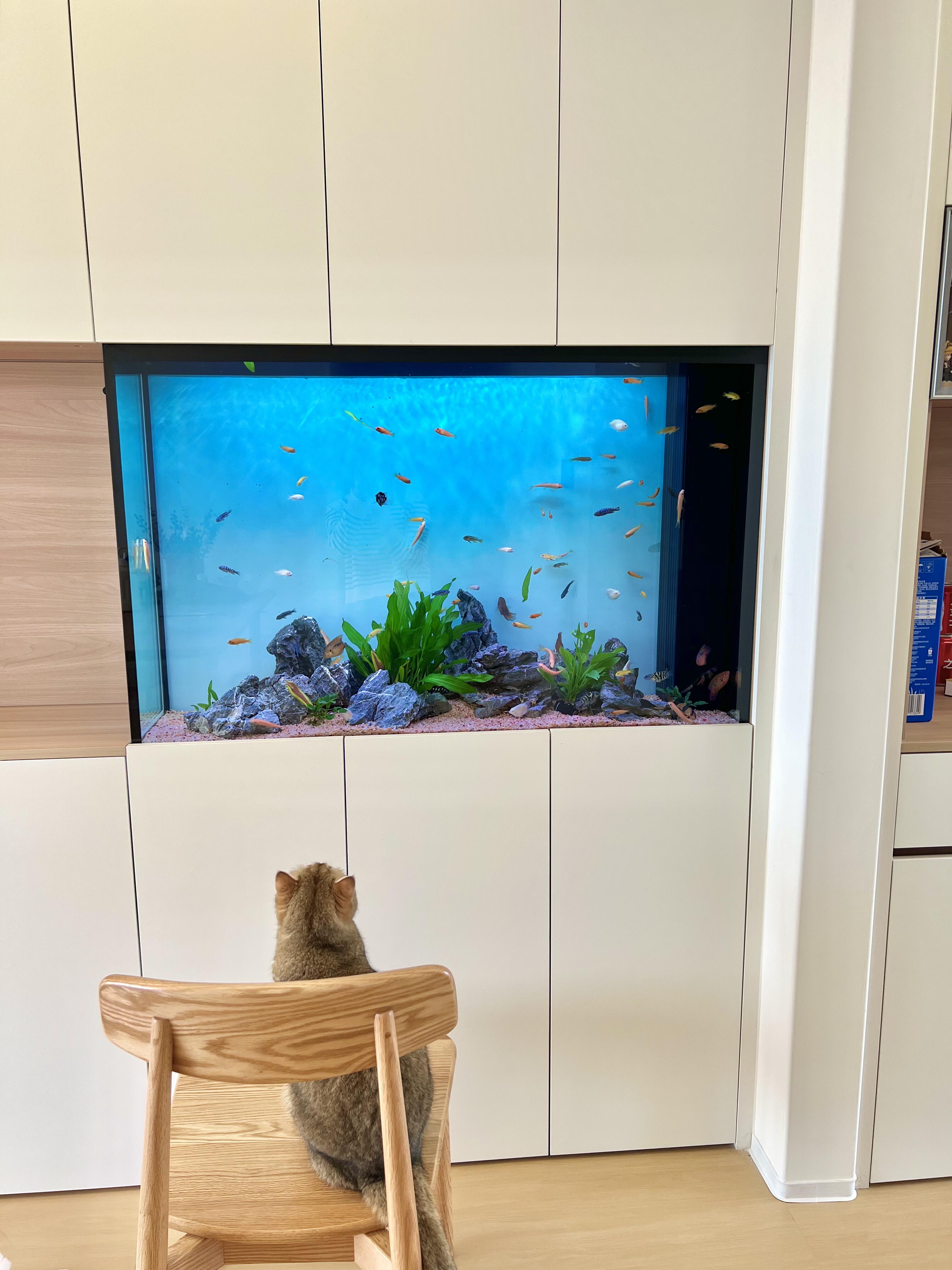 嵌入式鱼缸：打破边界，让水族艺术融入空间肌理